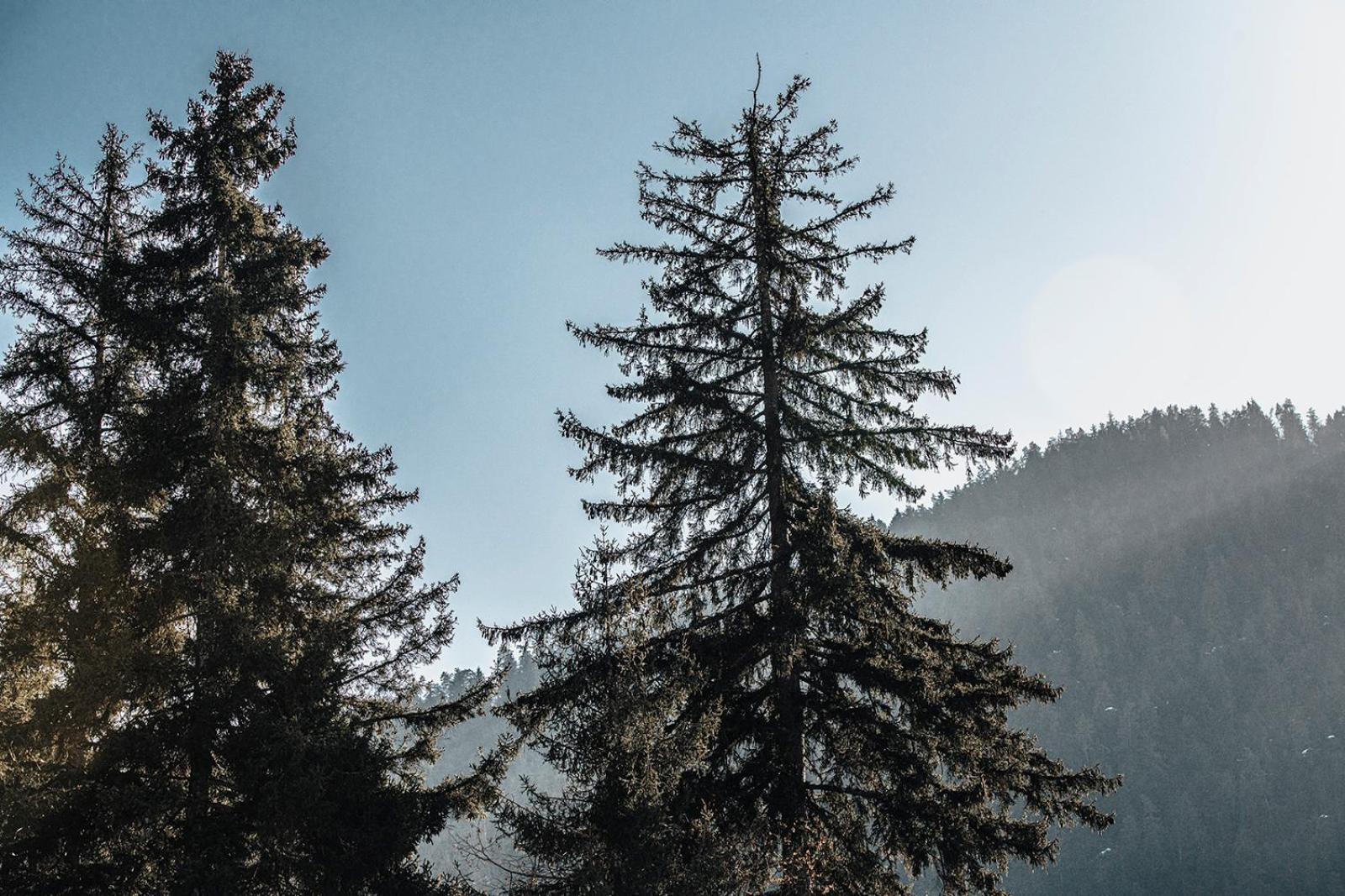 Roombox Likani Borjomi Εξωτερικό φωτογραφία